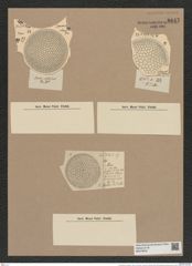 Coscinodiscus moelleri A. Schm. (de-Toni-Nr.: Genus 202, Species 4887) Zeichnungen Sammlung Grunow Nr. 8647 (NHMW-BOT-W0378049)